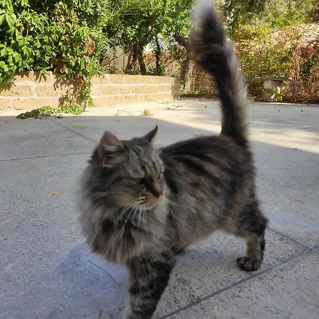 度假居 Gart House Scafa