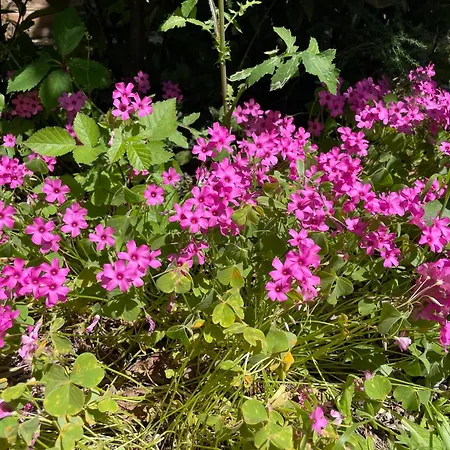 Gart House 度假居