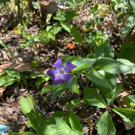 Nyaraló Gart House Scafa