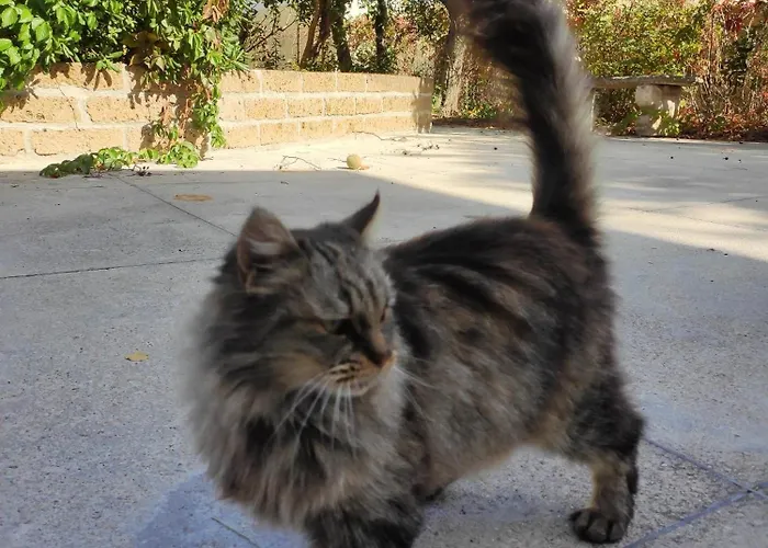 Σπίτι διακοπών Gart House Scafa