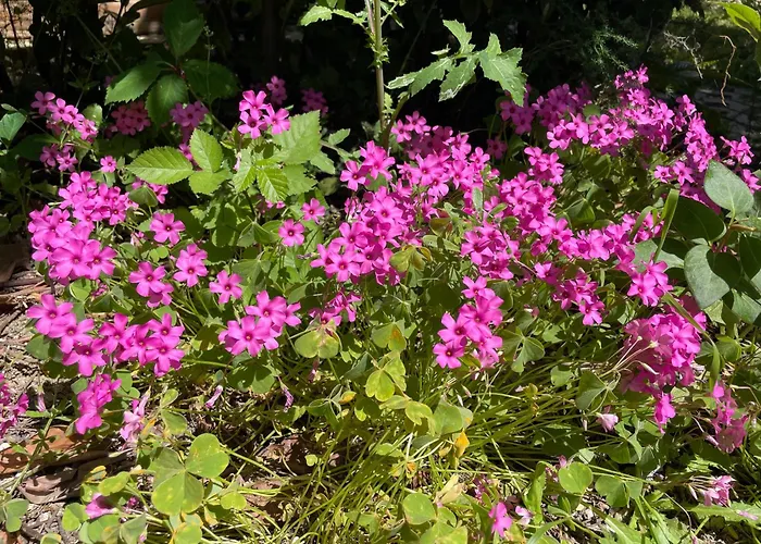 Gart House Casa de Férias