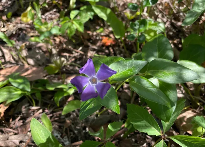 Σπίτι διακοπών Gart House Scafa